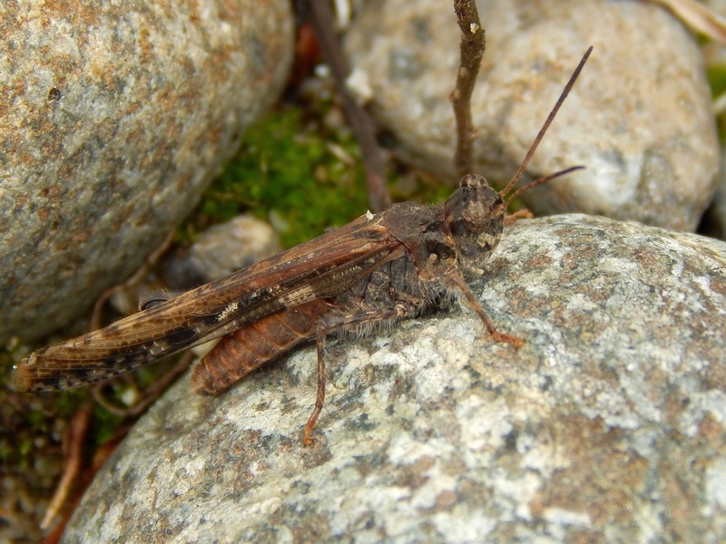 Acrididae: Chorthippus cf. brunneus e Acrotylus patruelis